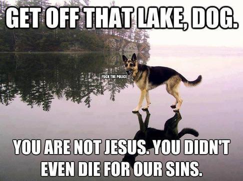 hilarious picture dog on water
